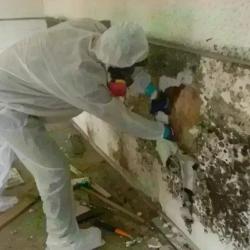 Mold Remediation and Removal in Green Lake County, WI